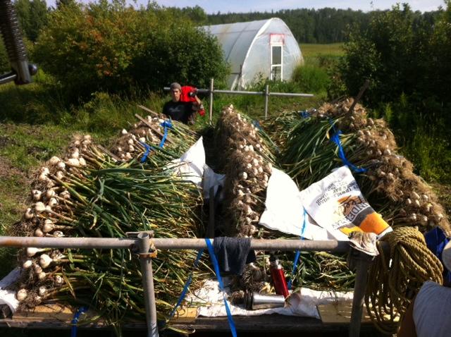 Fresh-grown, local garlic grown by Mile Hill Farms, of Kakabeka, who can be found at the Thunder Bay Country Market, Thunder Bay Regional Health Sciences Centre’s (TBRHSC) Fresh Market, and many local stores and restaurants.