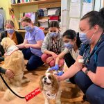 Therapy dogs at TBRHSC